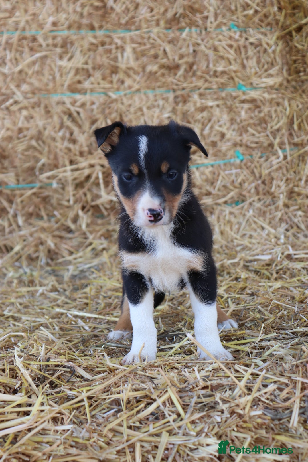 Border Collie dogs for sale: Beautiful Collie Puppies For sale - Image 5