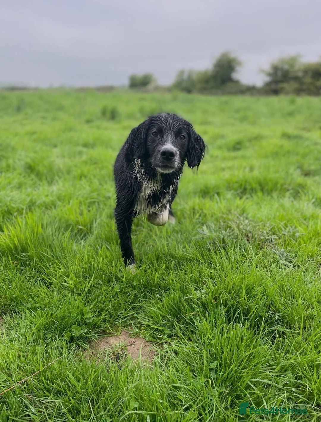 Sprollie dogs for sale: Sprollie Puppies For Sale in Chichester - Advert 5