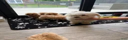 Maltipoo dogs for sale: Toy Maltipoo  in Llantwit Major - Advert 3