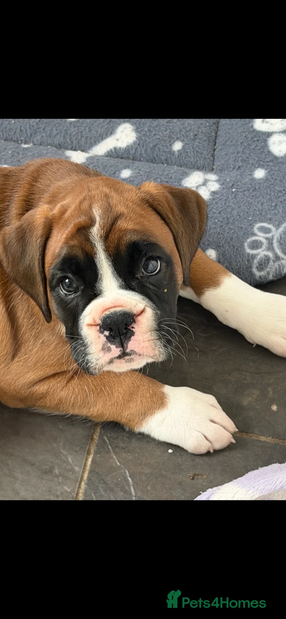 Boxer dogs for sale: Boxer puppy 8 weeks old ready now  - Advert 4