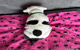 Old Tyme Bulldog dogs for sale: 🩷🩷Old Tyme Bulldog Puppies🩷🩷 - Image 10