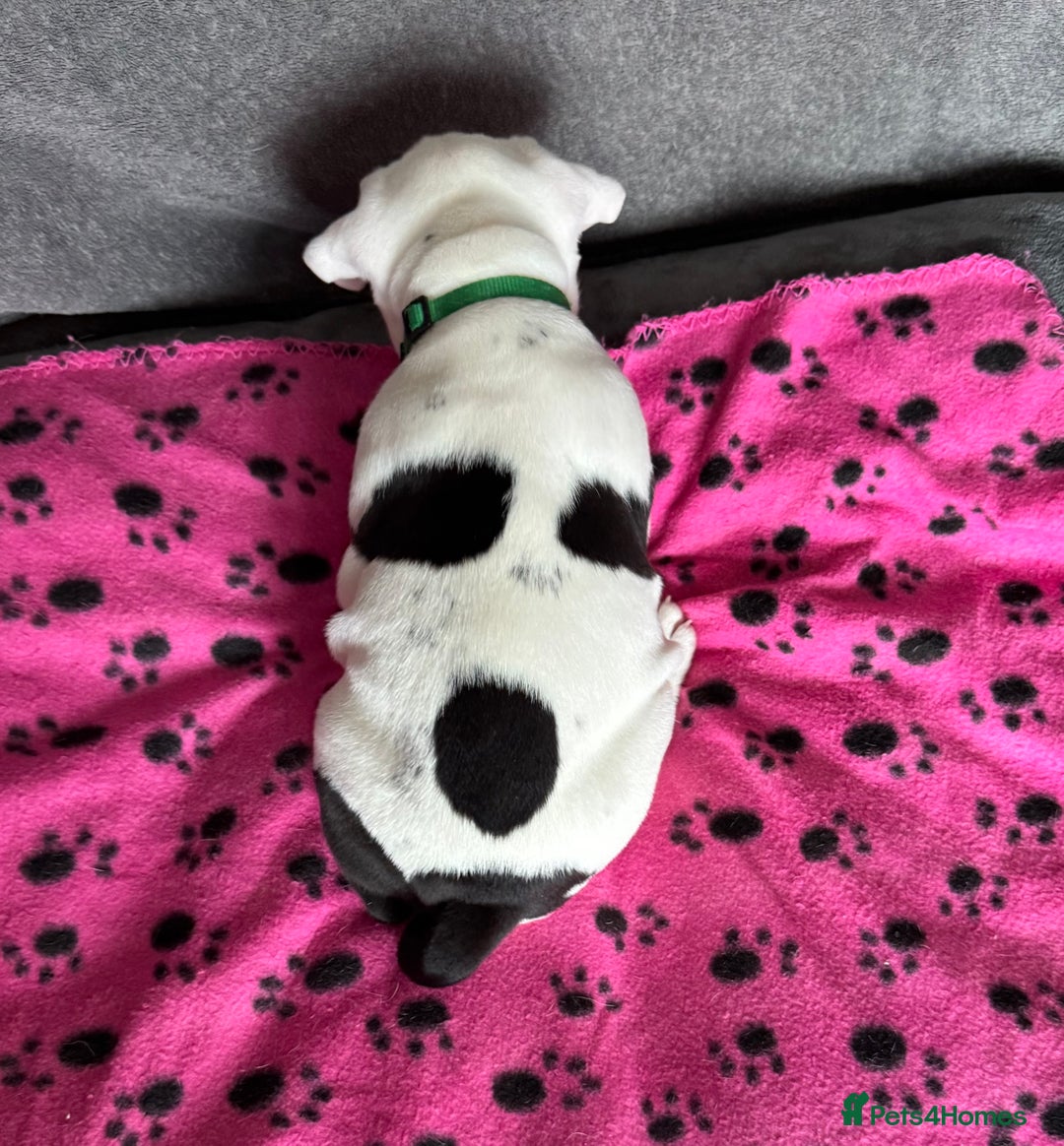 Old Tyme Bulldog dogs for sale: 🩷🩷Old Tyme Bulldog Puppies🩷🩷 - Image 10