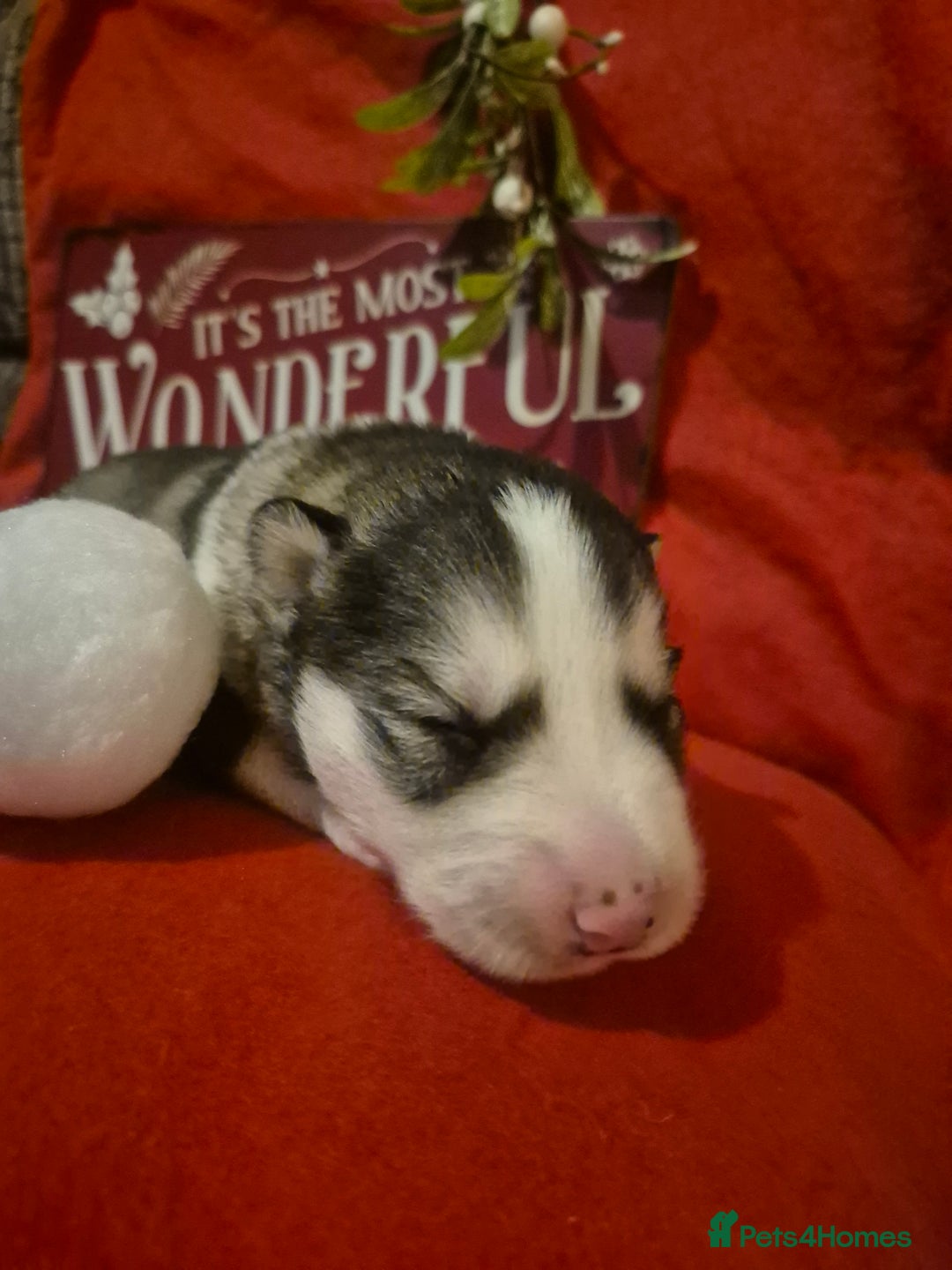 Alaskan Malamute dogs for sale: Beautiful husky malmute puppies - Advert 6