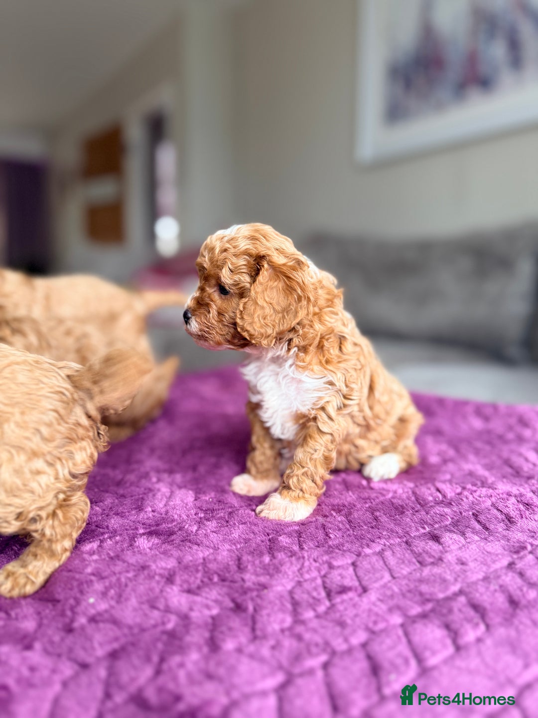 Cavapoo dogs for sale: Premium Teddy F1bb Toy Cavapoos - Advert 5