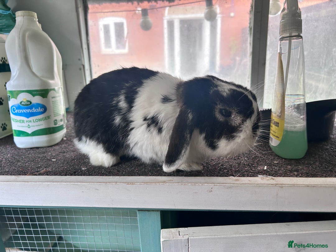 Mini Lop rabbits for sale: Male mini lop rabbit  - Image 2