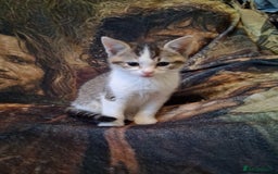 Mixed Breed cats for sale: Scottish straight cross kittens  - Image 17