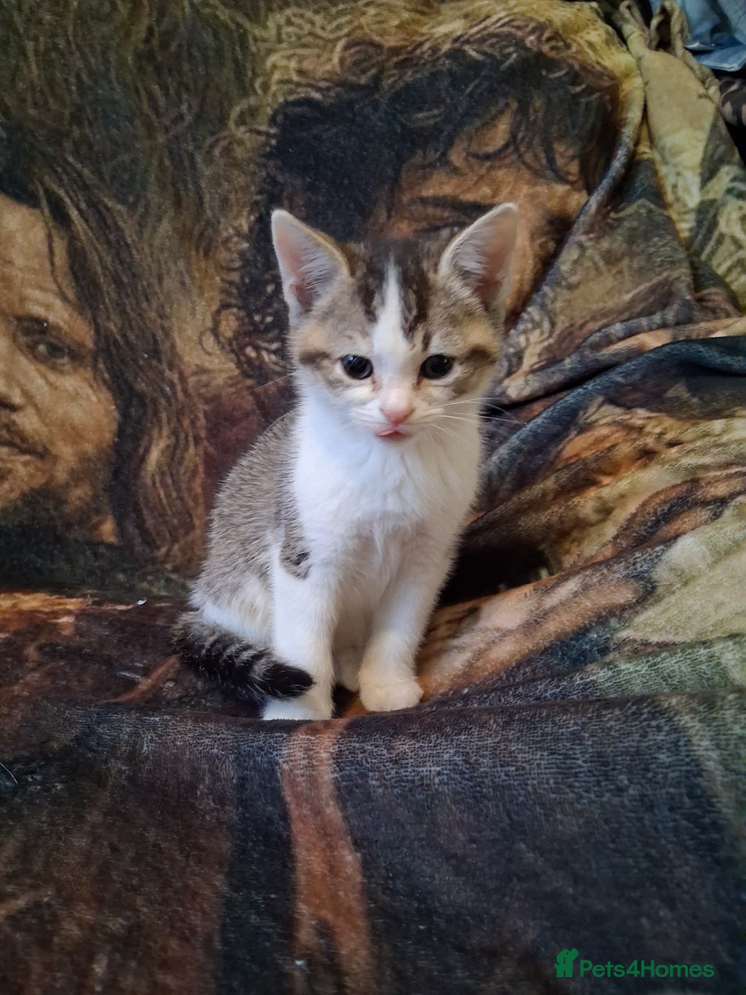 Mixed Breed cats for sale: Scottish straight cross kittens  - Image 17