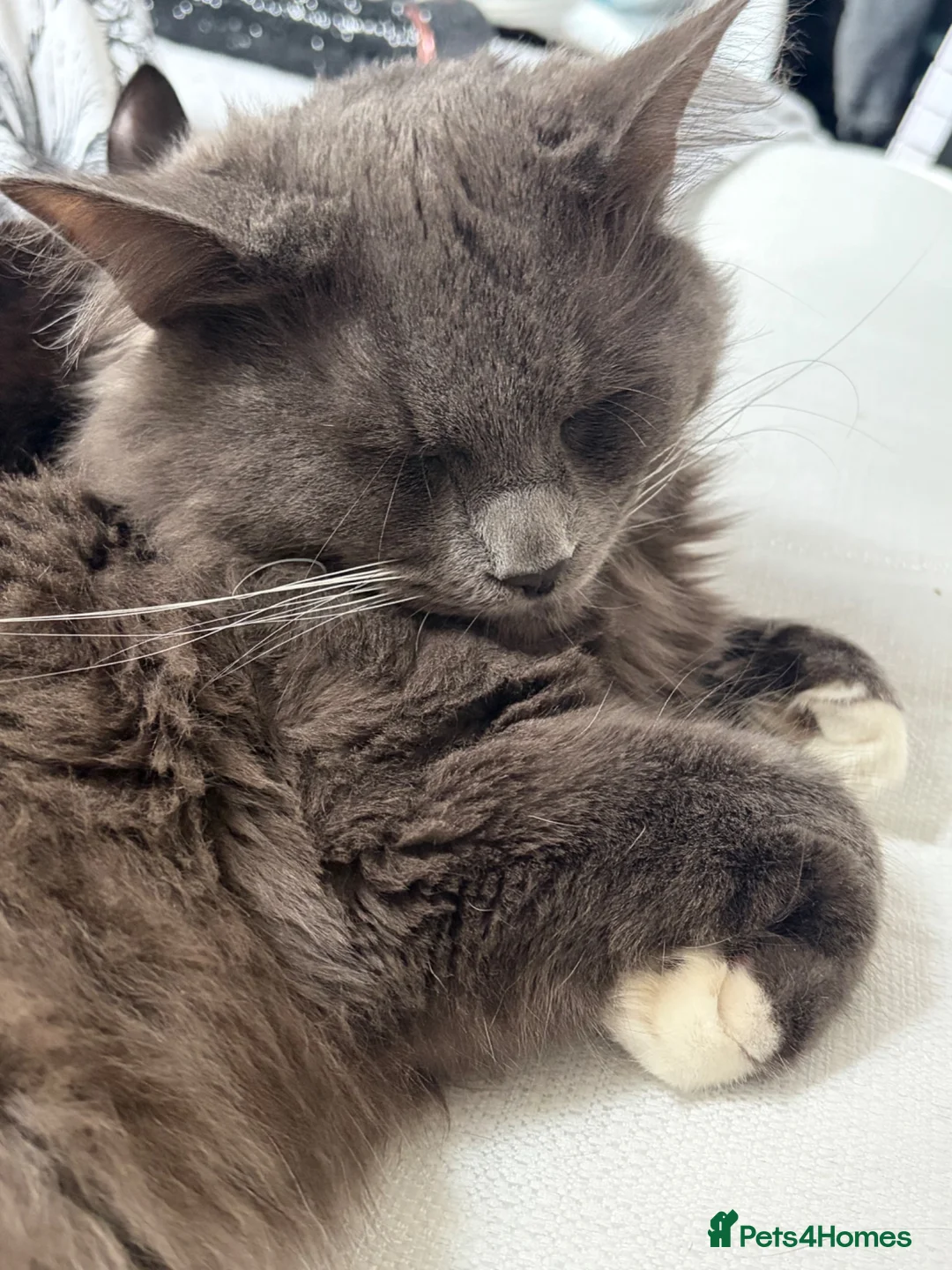 Mixed Breed cats for sale: Rambo  in Keighley - Advert 1