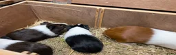 Guinea Pig rodents for sale: Group of bonded Dutch male/boar guinea pigs - Advert 7