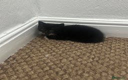 Exotic cats for sale: Kitten for sale - Image 5