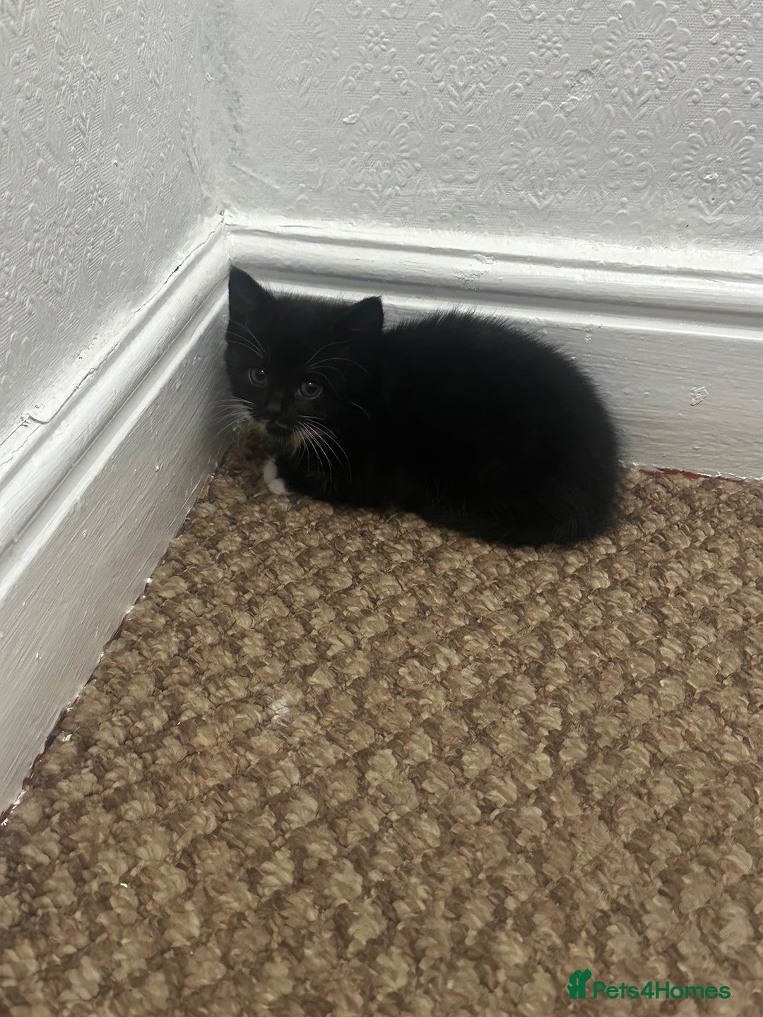 Exotic cats for sale: Kitten for sale - Image 5