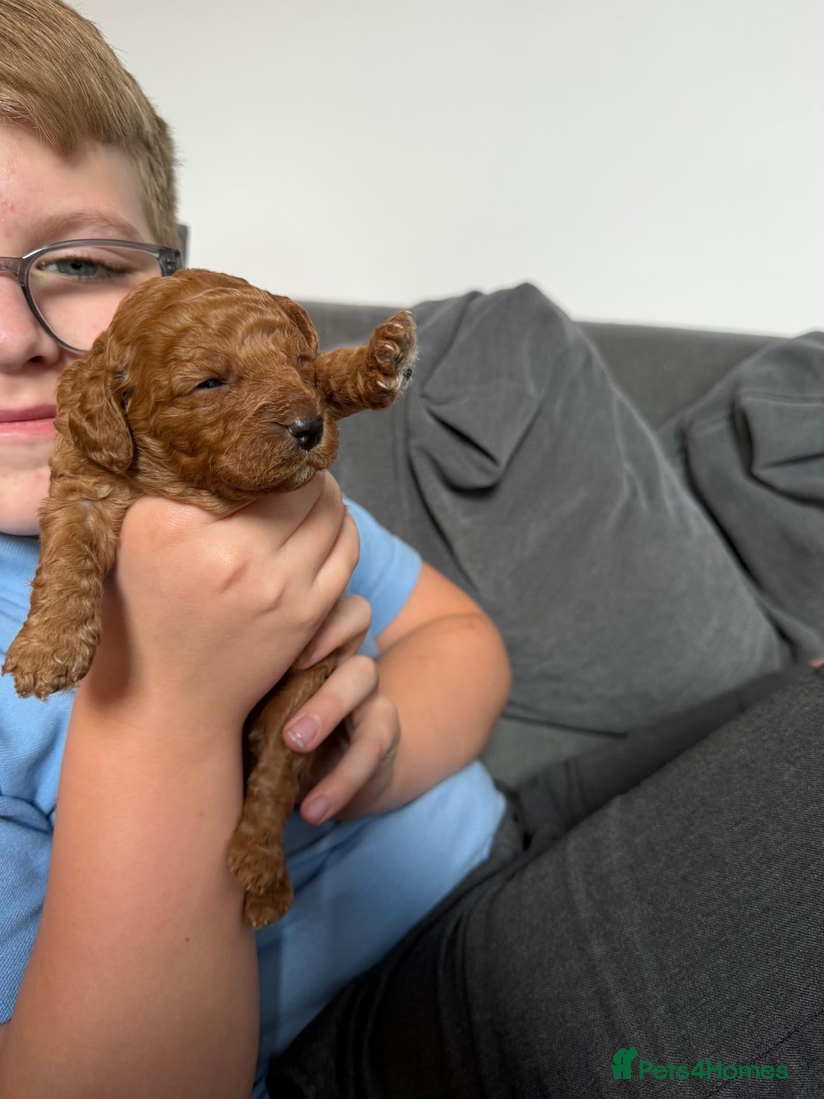Cavapoo dogs for sale: Beautiful FOX RED F1B PUPPIES in Ormskirk - Advert 3