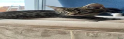 Mixed Breed cats for sale: 4 Adorable Kittens Ready for Forever Homes - Advert 24