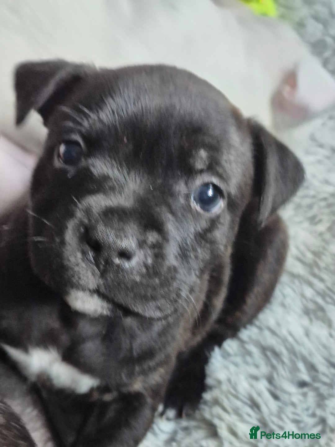 Staffordshire Bull Terrier dogs for sale: DNA HEALTH TESTED STAFFIE PUPPIES, BAER HEARING  - Advert 21