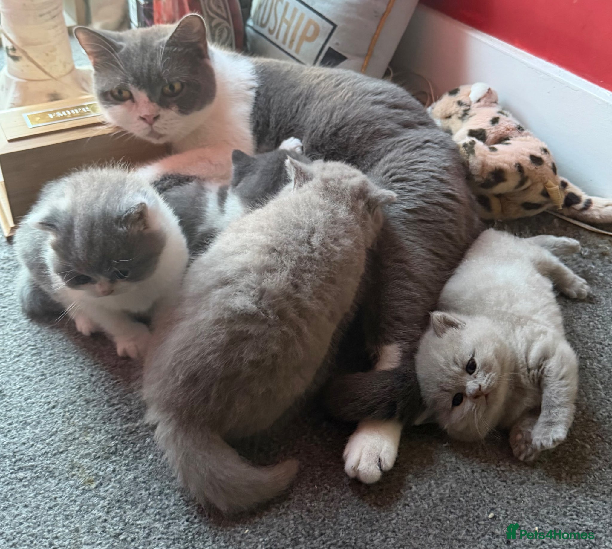 British Shorthair cats FOUR BRITISH SHORTHAIR KITTENS FOR SALE - Advert 1