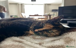 Domestic Shorthair cats for sale: 2 Tortie girls in need of rehoming - Image 4
