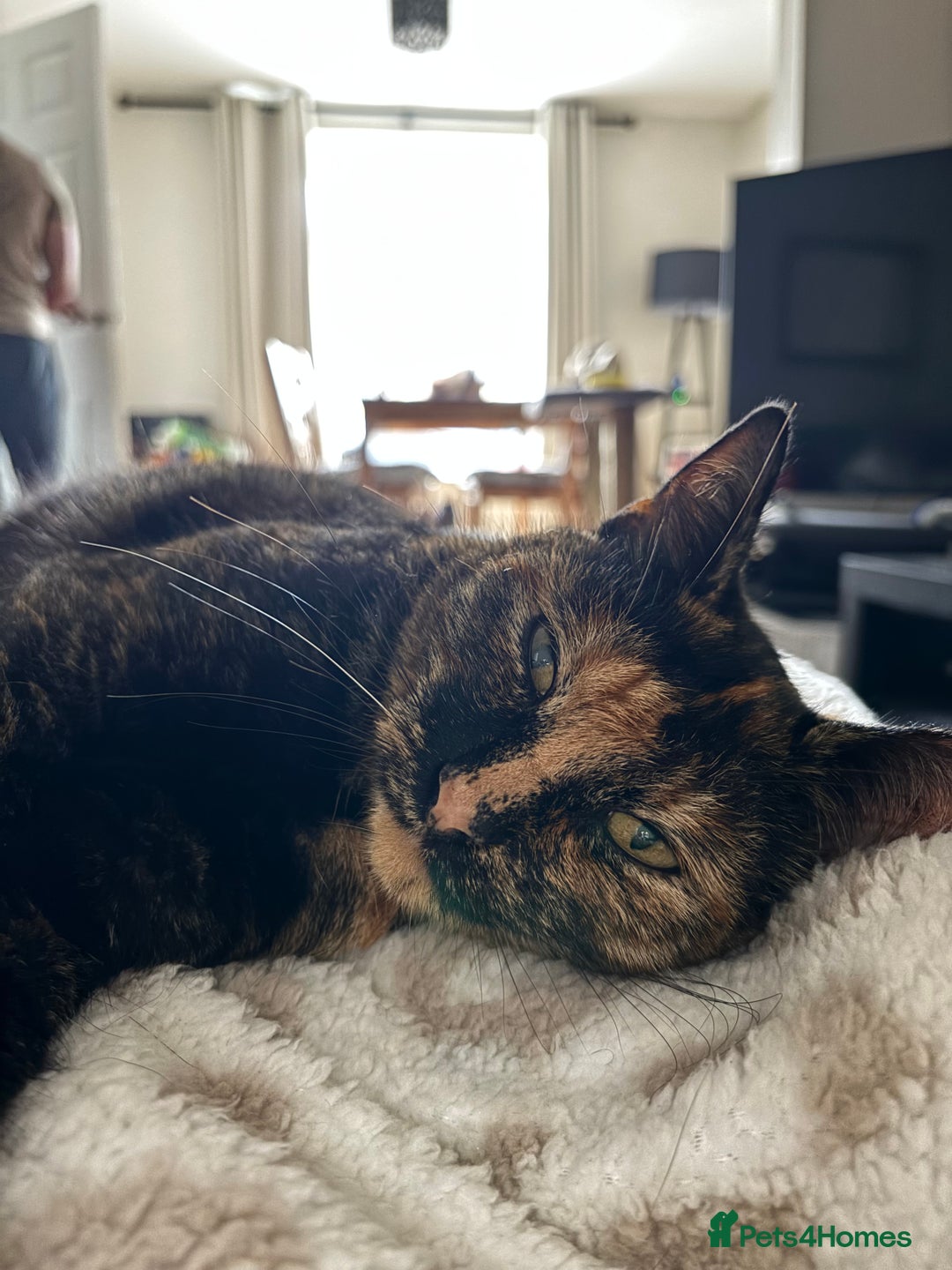 Domestic Shorthair cats for sale: 2 Tortie girls in need of rehoming - Image 4