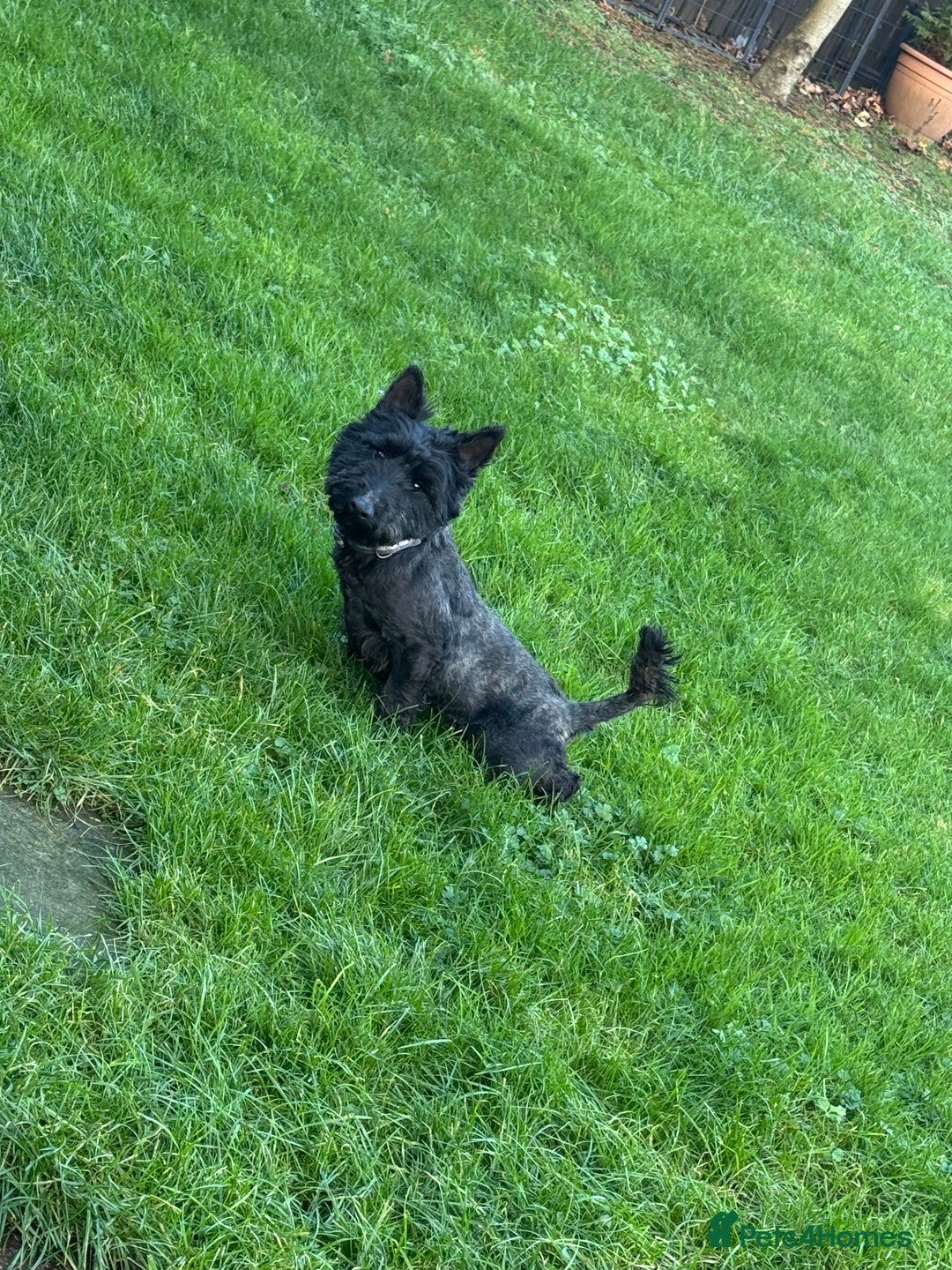 Scottish Terrier dogs for sale: Scottish Terri kc registered bitch - Advert 4