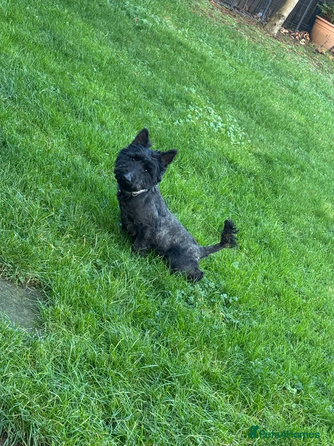 Scottish Terrier dogs for sale: Scottish Terri kc registered bitch - Advert 4