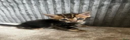 Bengal cats for sale: 🐾 Beautiful Bengal Kittens 🐾 - Advert 32