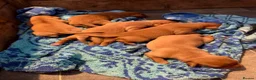Labrador Retriever dogs for sale: Beautiful litter of fox red Labradors  in Nottingham - Advert 6