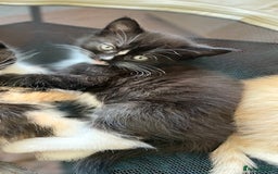 Mixed Breed cats for sale: Mixed breed kittens for sale. - Image 4