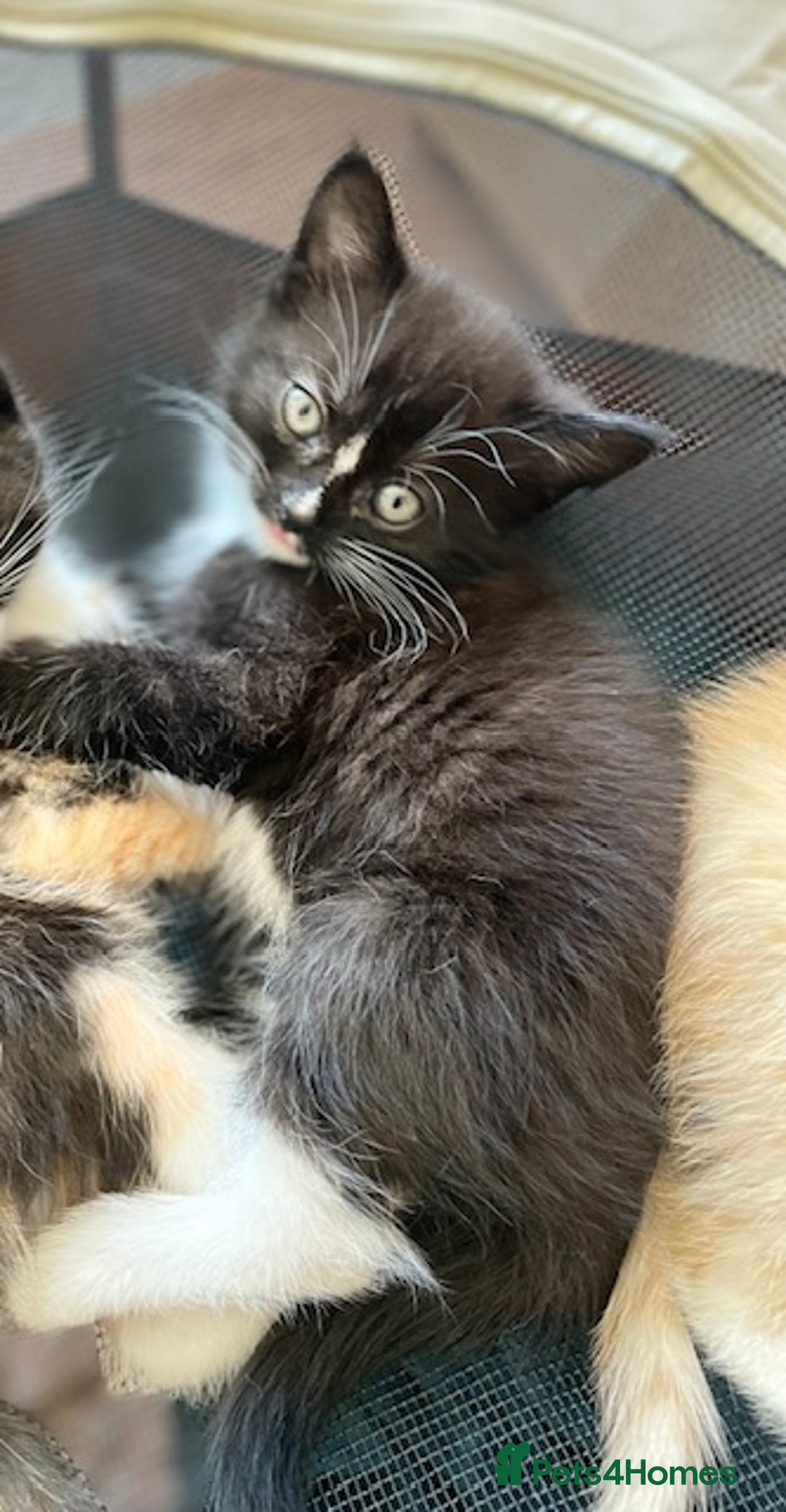 Mixed Breed cats for sale: Mixed breed kittens for sale. - Image 4