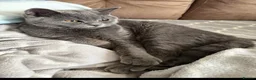 British Shorthair cats for sale: British Shorthair Blue Kittens  - Advert 19