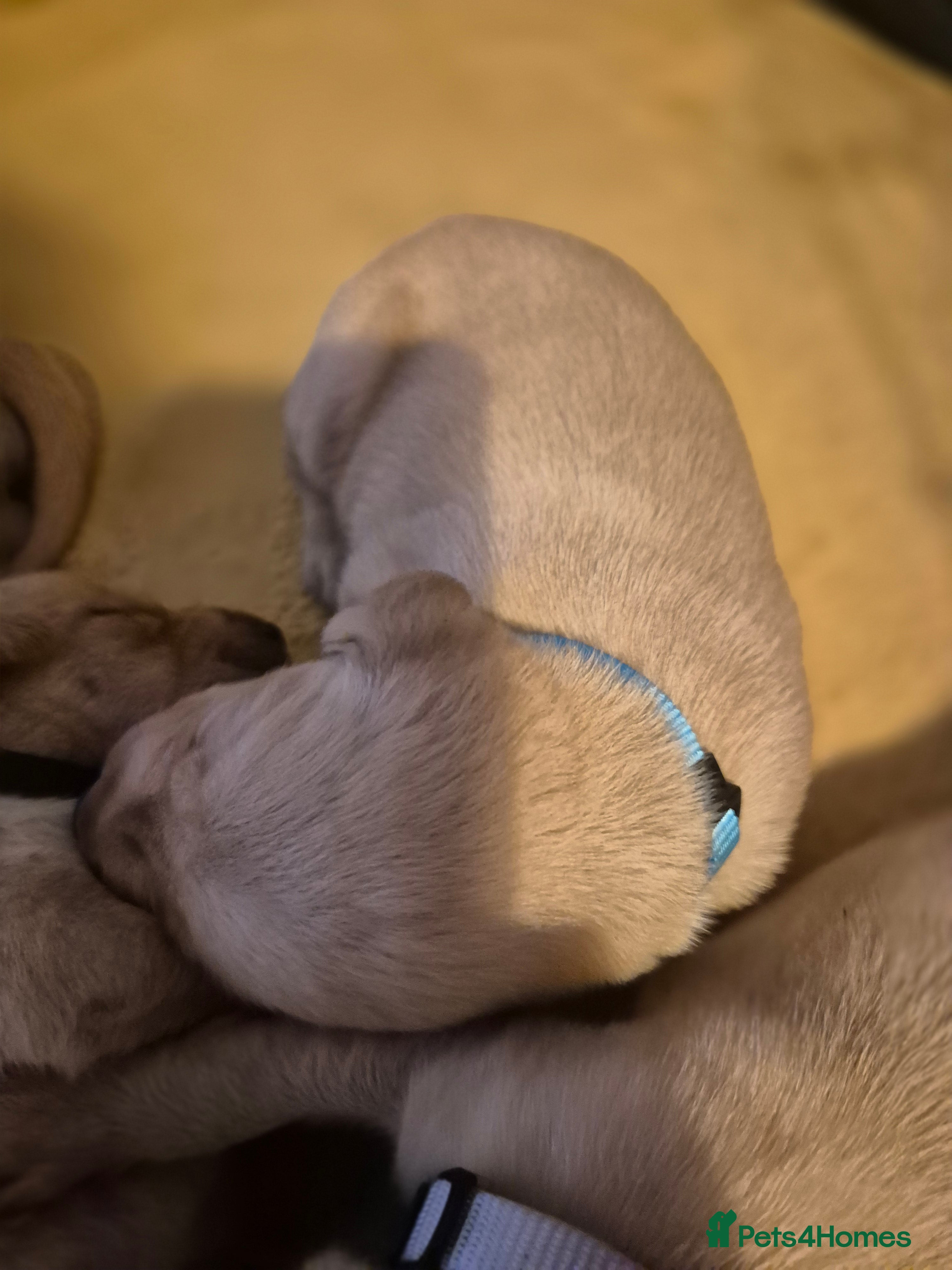 Labrador Retriever dogs Fox Red Labrador puppies  - Advert 2
