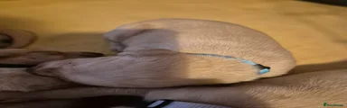 Labrador Retriever 9