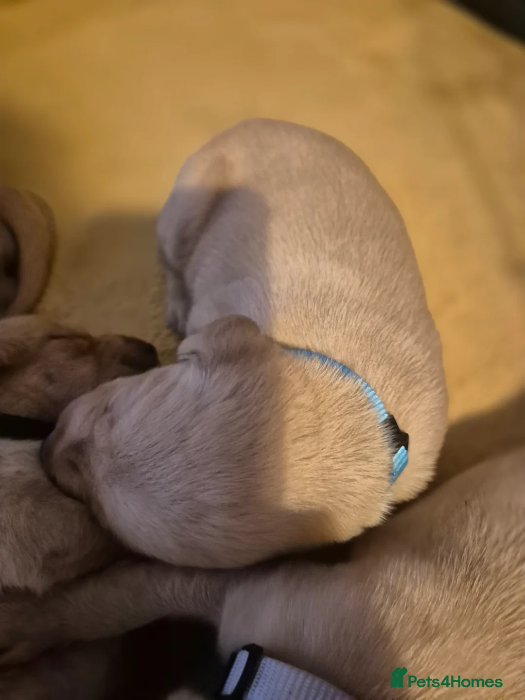 Labrador Retriever dogs for sale: Fox Red Labrador puppies  - Advert 2