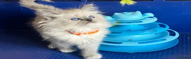 Ragdoll 10 - Orange girl (2 litter)