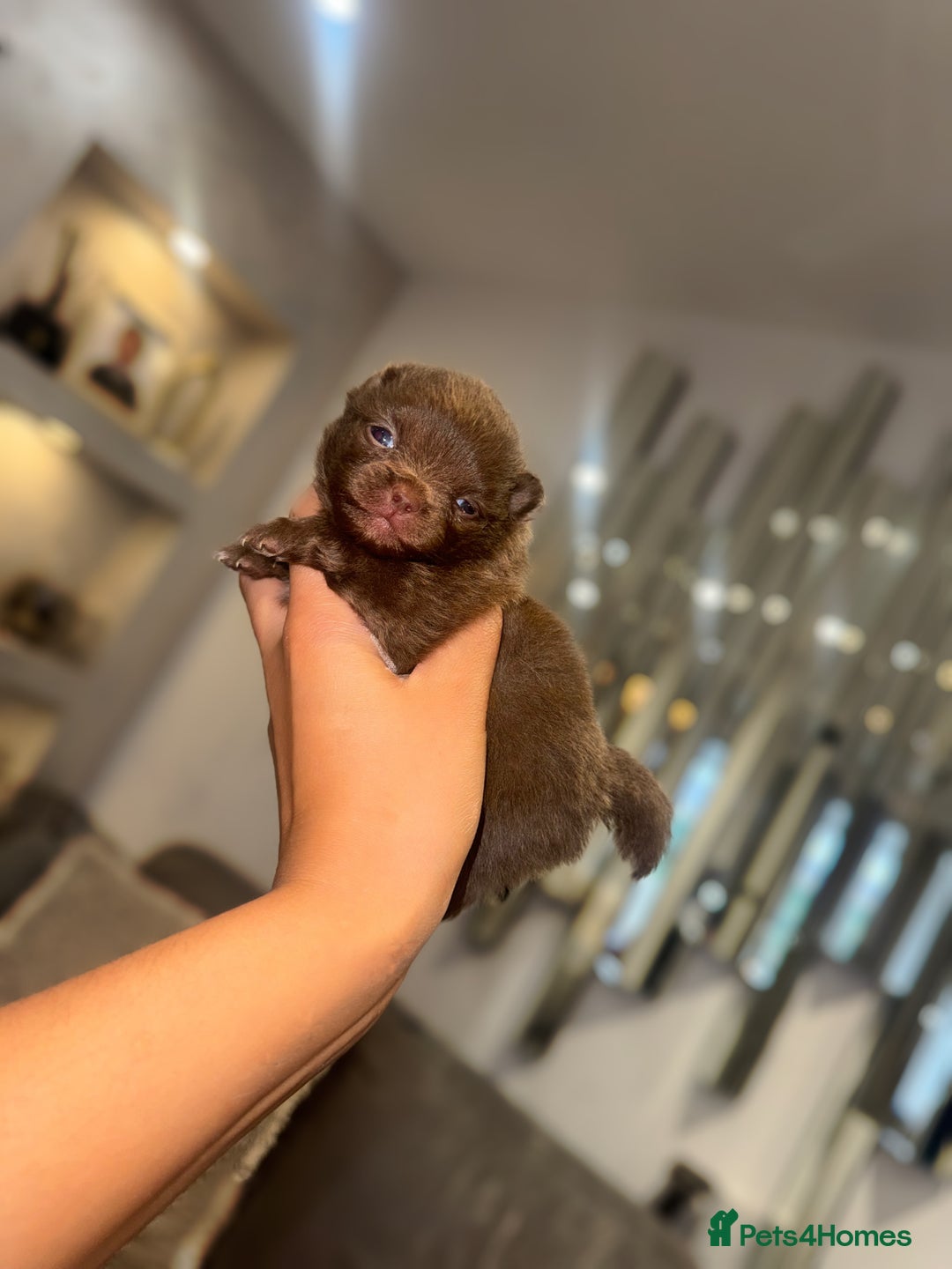 Pomeranian dogs for sale: CHOCOLATE FLUFFY PUPS - Advert 10