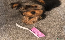 Yorkshire Terrier dogs for stud: Buddy - the sweetest dog there is in Newtownabbey - Image 9