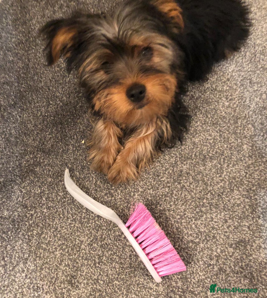 Yorkshire Terrier dogs for stud: Buddy - the sweetest dog there is in Newtownabbey - Image 9