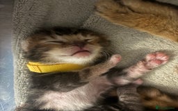 Bengal cats for sale: Half Bengal Kittens - Image 12