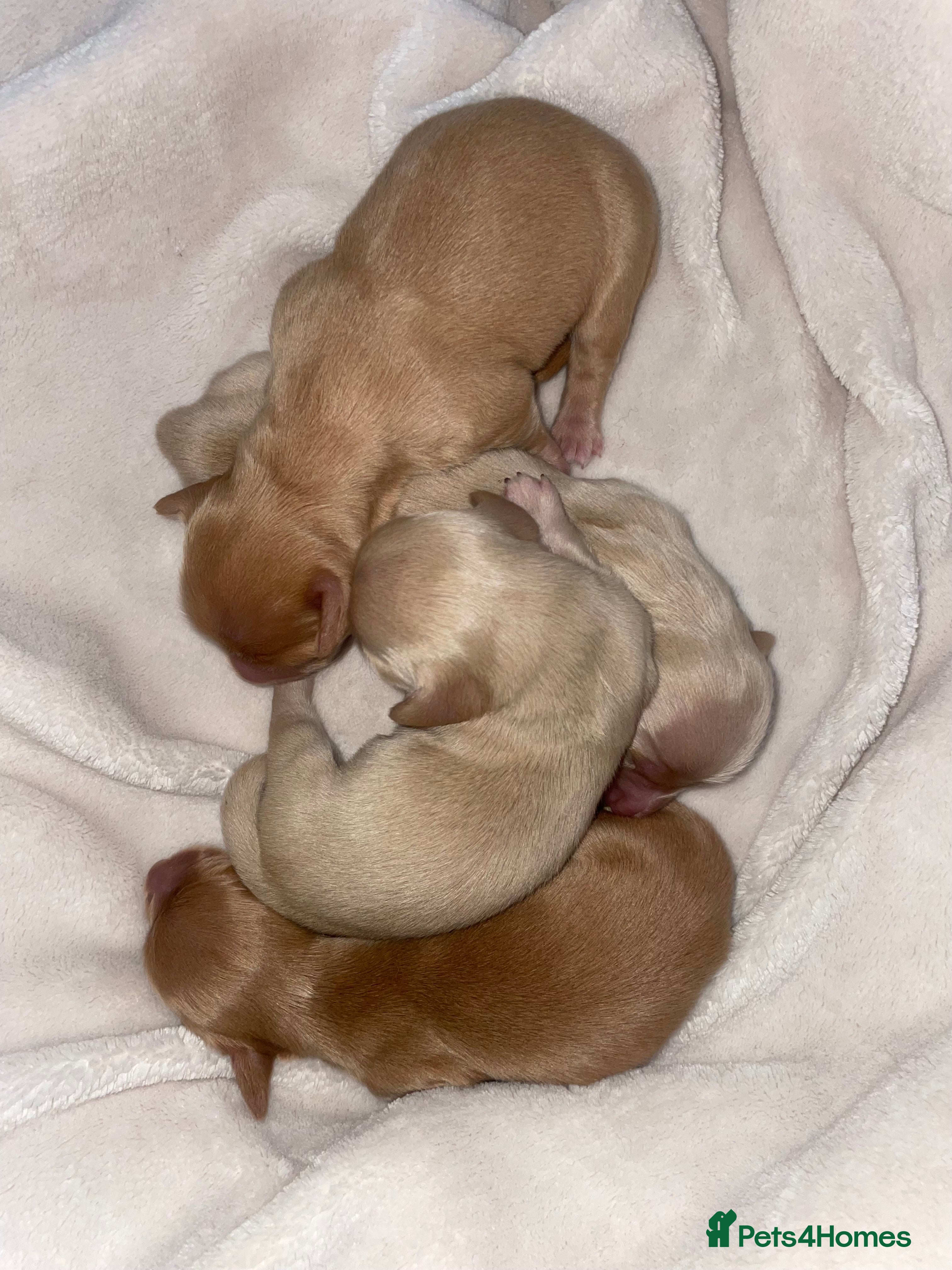 Miniature Dachshund dogs CREAM LONGHAIRED MINIATURE DACHSHUNDS - Advert 1