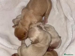 Miniature Dachshund dogs CREAM LONGHAIRED MINIATURE DACHSHUNDS - Advert 1