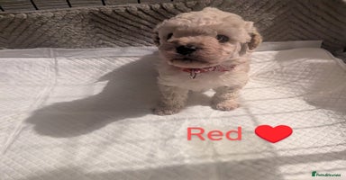 Poochon dogs - Advert 6