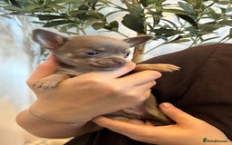 Chihuahua dogs for sale: 3 female and 1 male chihuahua puppies.  - Image 15