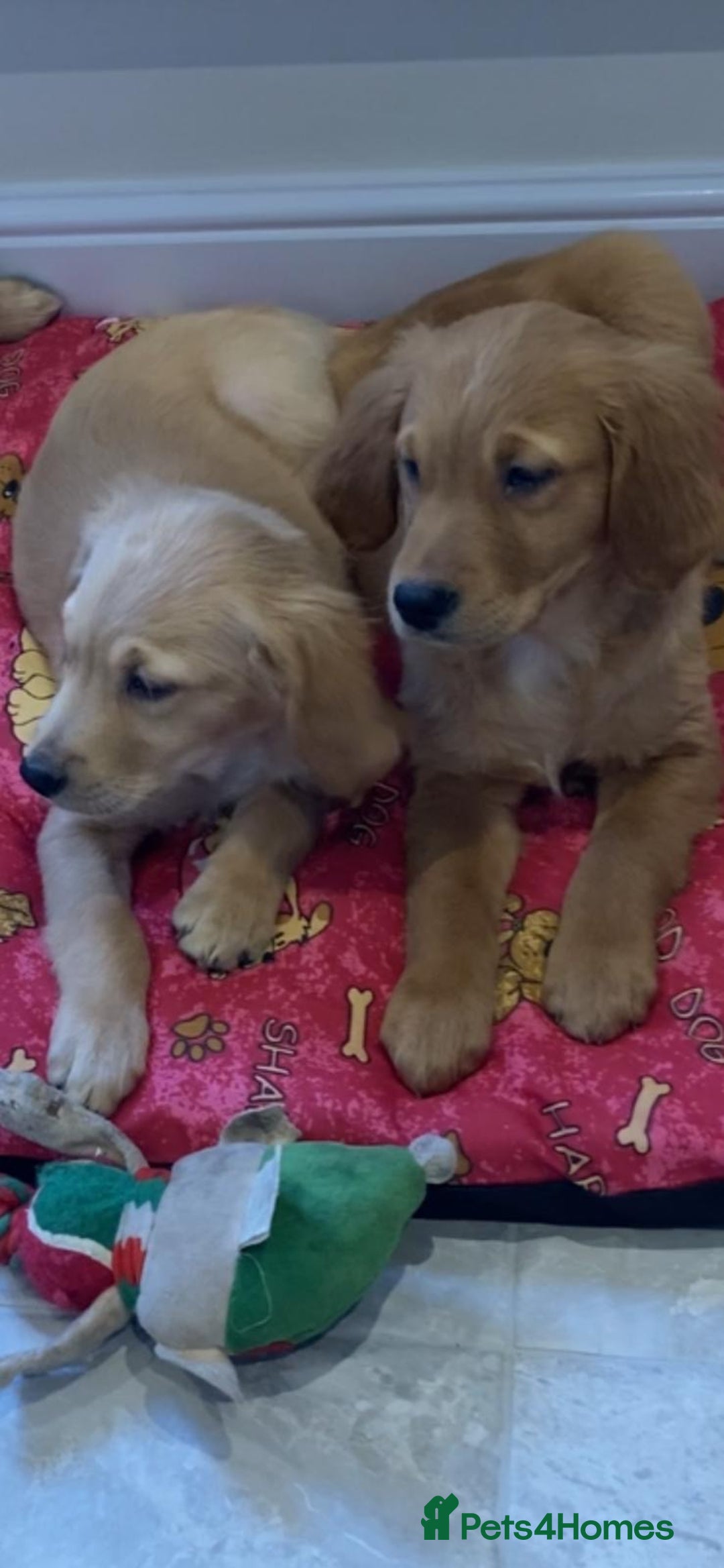Golden Retriever dogs for sale: Golden retriever puppies  - Advert 9