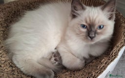 Ragdoll cats for sale: LAST TWO GCCF Ragdolls 1 boy and 1 girl left - Image 14