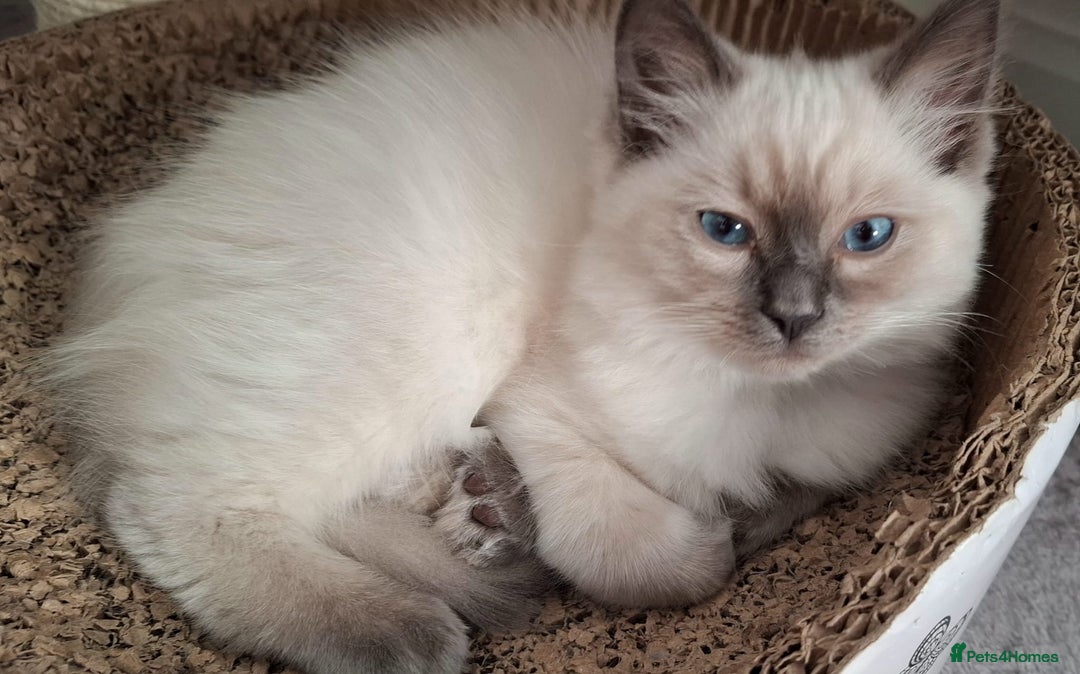 Ragdoll cats for sale: LAST TWO GCCF Ragdolls 1 boy and 1 girl left - Image 14