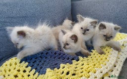Ragdoll cats for sale: GCCF SEALPOINT RAGDOLL KITTENS - Image 22