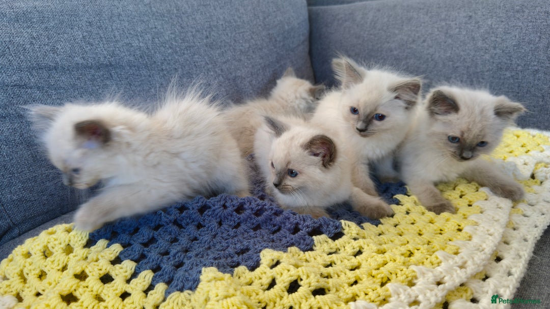 Ragdoll cats for sale: GCCF SEALPOINT RAGDOLL KITTENS - Image 22