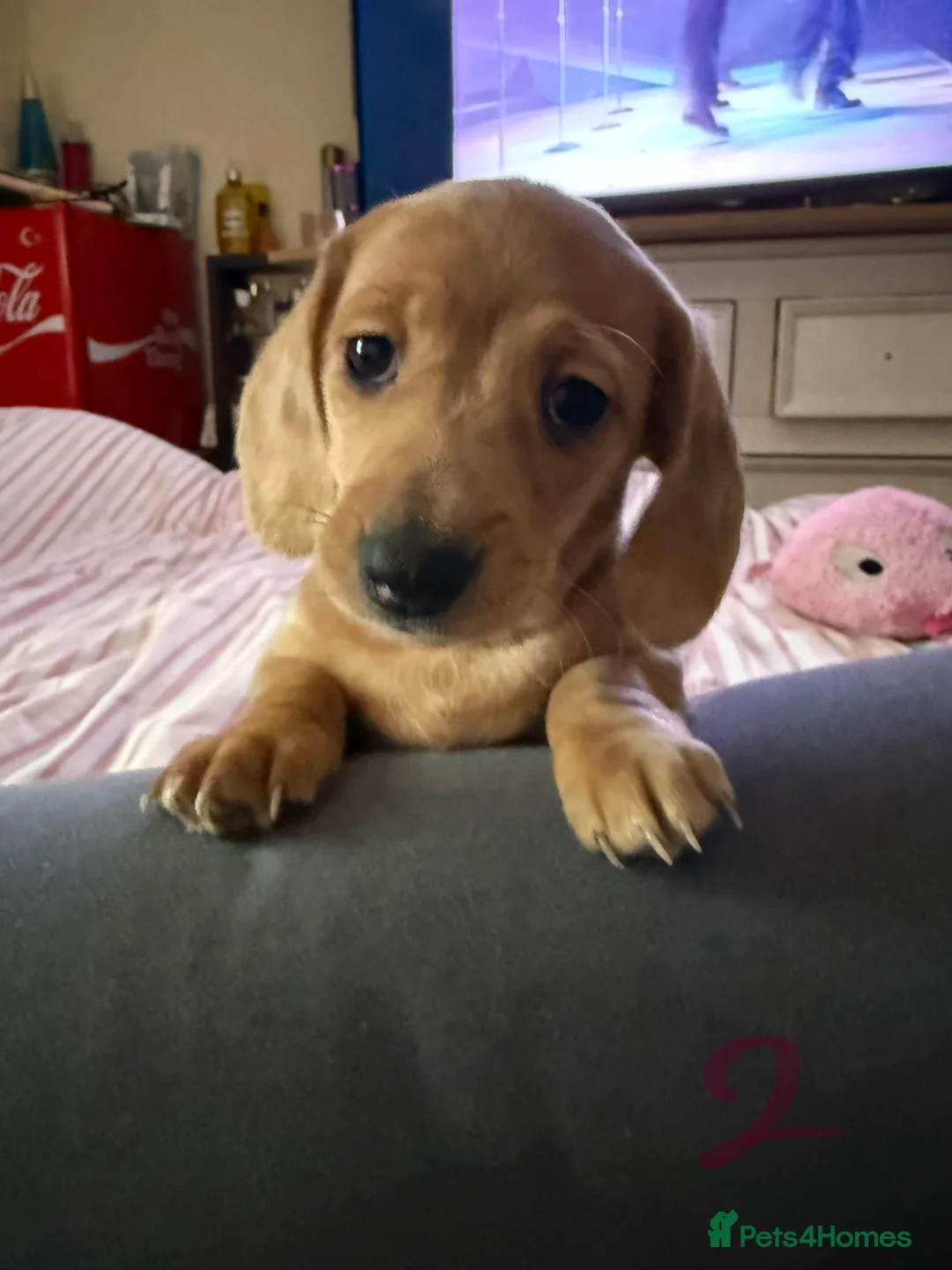 Miniature Dachshund dogs for sale: Beautiful miniature dachshund - Advert 1
