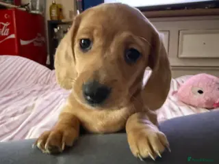 Miniature Dachshund dogs Beautiful miniature dachshund - Advert 1