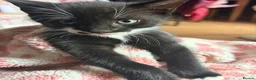Mixed Breed cats for sale: 2 beautiful kittens  - Advert 3