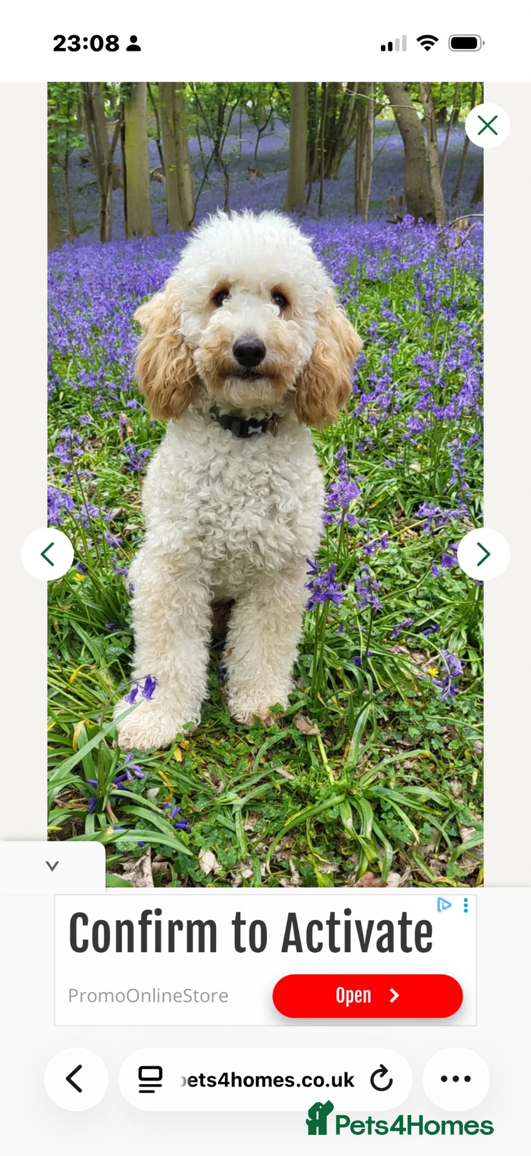 Cavapoo dogs for sale: Beautiful Cavapoo puppies  - Advert 5