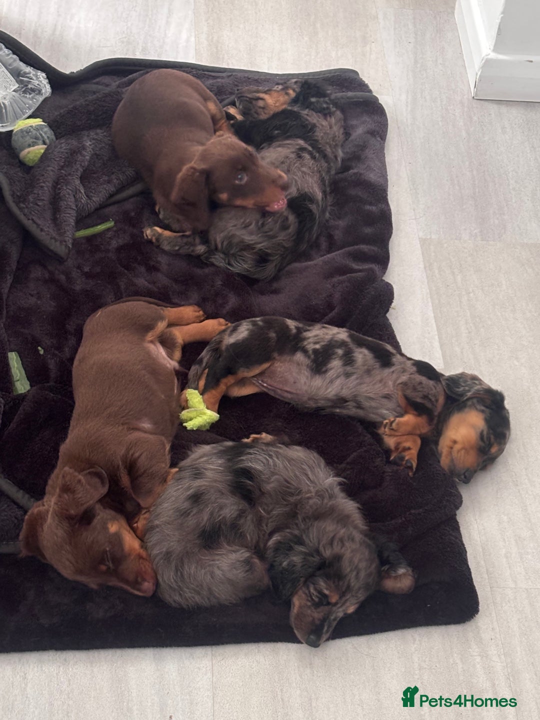 Miniature Dachshund dogs for sale: Stunning miniature Daschund litter kc reg  - Image 22